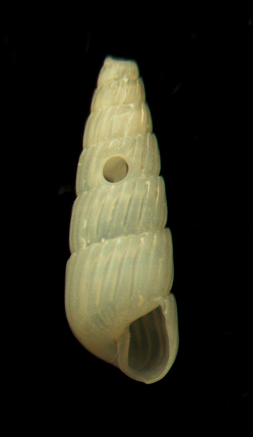 turbonilla 2